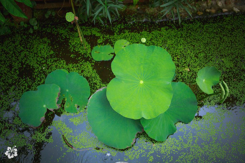 Seaflower Bungalows Srithanu Eksteriør billede